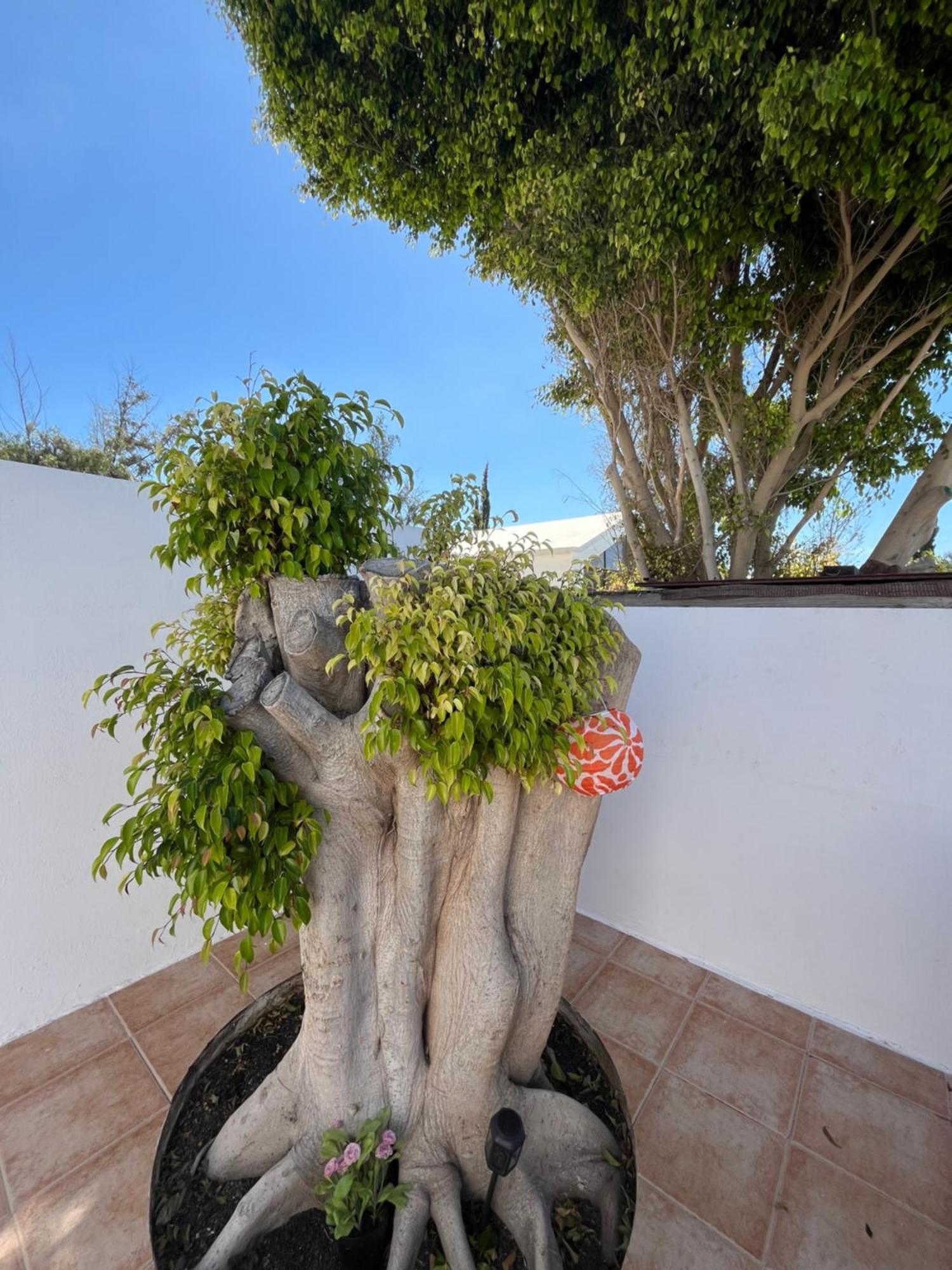 Apartmán Casa Tina Costa Teguise Exteriér fotografie